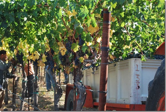 Wine Making and Picking Grapes in Napa