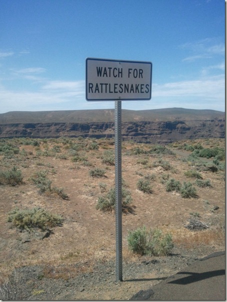 rattle-snakes