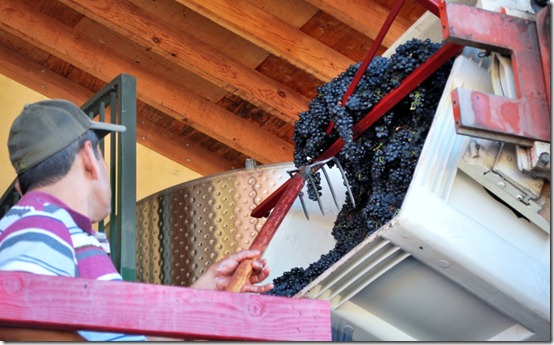 Wine Making and Grape Crushing in Napa