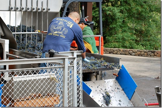 Wine Making and Grape Crushing in Napa