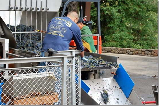 Wine Making and Grape Crushing in Napa