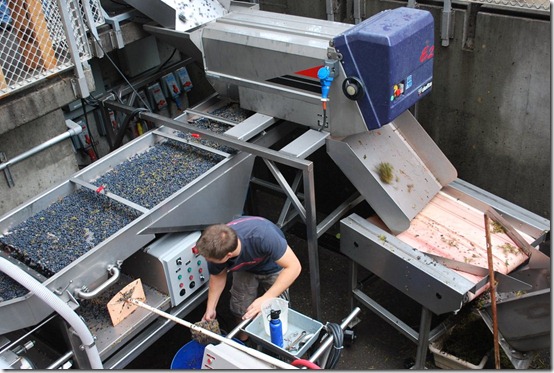 Wine Making and Grape Crushing in Napa