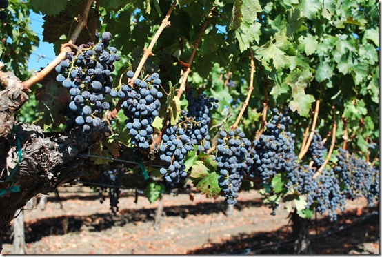 Wine Making and Grape Crushing in Napa