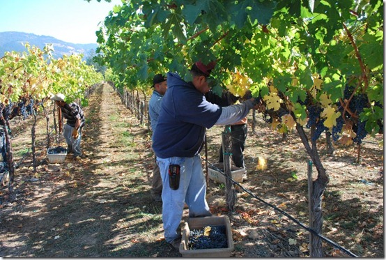 Wine Making and Picking Grapes in Napa