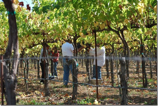 Wine Making and Picking Grapes in Napa