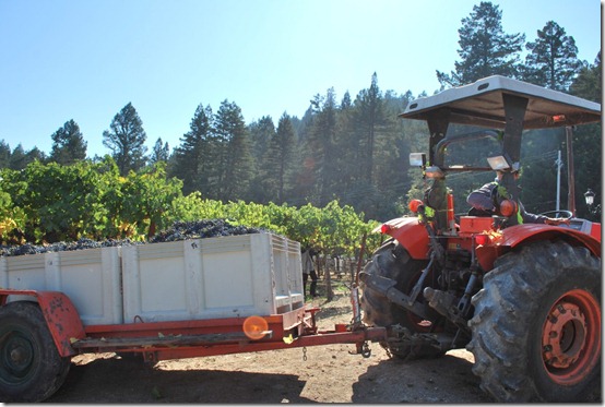 Wine Making and Picking Grapes in Napa