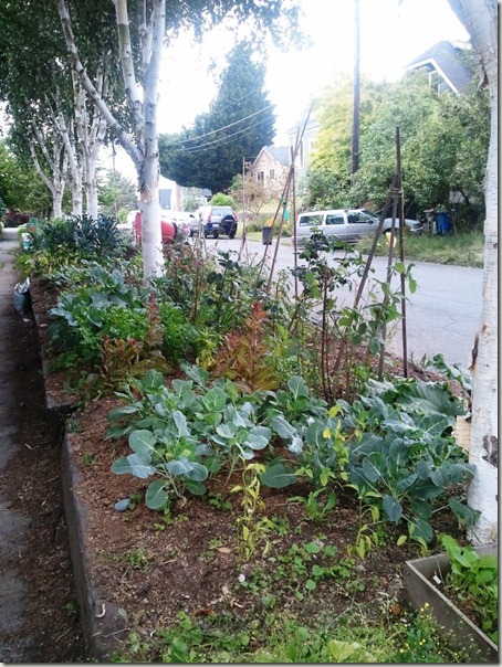 Vegetable-patch-seattle